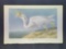 Audubon First Edition Octavo Plate No. 368 Great White Heron