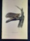 Audubon First Edition Octavo Plat No. 38 Short-Eared Owl