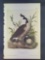 Audubon First Edition Octavo Plate No. 376 Canada goose