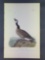 Audubon First Edition Octavo Plate No. 377 Hutchins's Goose