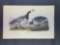 Audubon First Edition Octavo Plate No. 378 Bernacle Goose