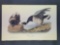 Audubon First Edition Octavo Plate No. 379 Brant Goose