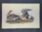 Audubon First Edition Octavo Plate No. 380 White-fronted Goose