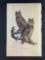 Audubon First Edition Octavo Plate No. 39 Great Horned-Owl