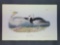 Audubon First Edition Octavo Plate No. 381 Snow Goose