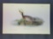 Audubon First Edition Octavo Plate No. 387 Brewers Duck