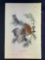 Audubon First Edition Octavo Plate No. 40 Little Screech Owl