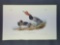 Audubon First Edition Octavo Plate No. 396 Red-headed Duck