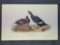 Audubon First Edition Octavo Plate No. 401 Velvet Duck