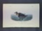 Audubon First Edition Octavo Plate No. 403 American Scoter Duck