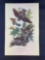 Audubon First Edition Octavo Plate No. 42 Whip-poor-will