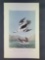 Audubon First Edition Octavo Plate No. 414 White Merganser Smew White hen