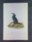 Audubon First Edition Octavo Plate No. 419 Violet-green Cormorant