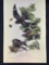 Audubon First Edition Octavo Plate No. 43 Night Hawk
