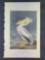 Audubon First Edition Octavo Plate No. 422 American White Pelican