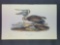 Audubon First Edition Octavo Plate No. 424 Brown Pelican Young first Winter