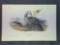 Audubon First Edition Octavo Plate No. 425 Common Gannet