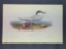 Audubon First Edition Octavo Plate No. 429 Cayenne Tern