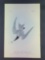 Audubon First Edition Octavo Plate No. 430 Gull-Billed Tern