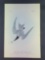 Audubon First Edition Octavo Plate No. 430 Gull-Billed Tern