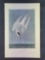 Audubon First Edition Octavo Plate No. 436 Arctic Tern