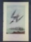 Audubon First Edition Octavo Plate No. 437 Roseate Tern