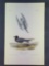Audubon First Edition Octavo Plate No. 438 Black Tern