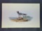 Audubon First Edition Octavo Plate No. 441 Fork-tailed Gull