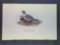Audubon First Edition Octavo Plate No. 443 Black-headed Gull