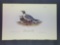 Audubon First Edition Octavo Plate No. 443 Black-headed Gull