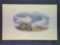 Audubon First Edition Octavo Plate No. 445 Ivory Gull