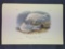 Audubon First Edition Octavo Plate No. 447 White-winged Silvery Gull