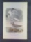 Audubon First Edition Octavo Plate No. 448 Harring or Silvery Gull