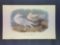 Audubon First Edition Octavo Plate No. 449 Glaucus Gull Murgmaster