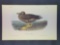 Audubon First Edition Octavo Plate No. 454 Dusky Albatross