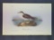 Audubon First Edition Octavo Plate No. 456 Wandering Shearwater