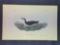 Audubon First Edition Octavo Plate No. 457 Banks Shearwater