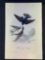 Audubon First Edition Octavo Plate No. 46 White-Bellied Swallow