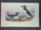 Audubon First Edition Octavo Plate No. 465 Great Auk