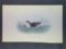 Audubon First Edition Octavo Plate No. 468 Knobbed-billed Phaleris