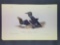 Audubon First Edition Octavo Plate No. 473 Foolish Guillemot-Murre