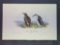 Audubon First Edition Octavo Plate No. 475 Slender-billed Guillemot