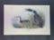 Audubon First Edition Octavo Plate No. 476 Great North Diver Loon