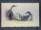 Audubon First Edition Octavo Plate No. 477 Black-throated Diver