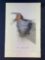 Audubon First Edition Octavo Plate No. 48 Barn or Chimney Swallow