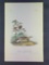 Audubon First Edition Octavo Plate No. 489 Missouri Meadow Lark