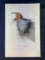 Audubon First Edition Octavo Plate No. 48 Barn or Chimney Swallow