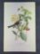 Audubon First Edition Octavo Plate No. 491 Least Flycatcher
