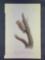 Audubon First Edition Octavo Plate No. 494 Missouri Red-moustached Woodpecker