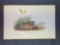 Audubon First Edition Octavo Plate No. 495 Nuttall's Whip-poor-will